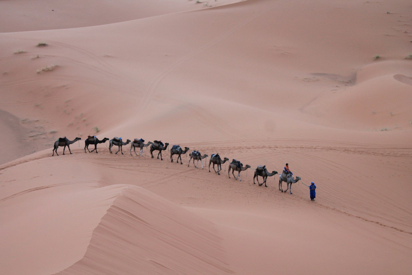Sunset Camel Ride & Dinner in Agafay desert