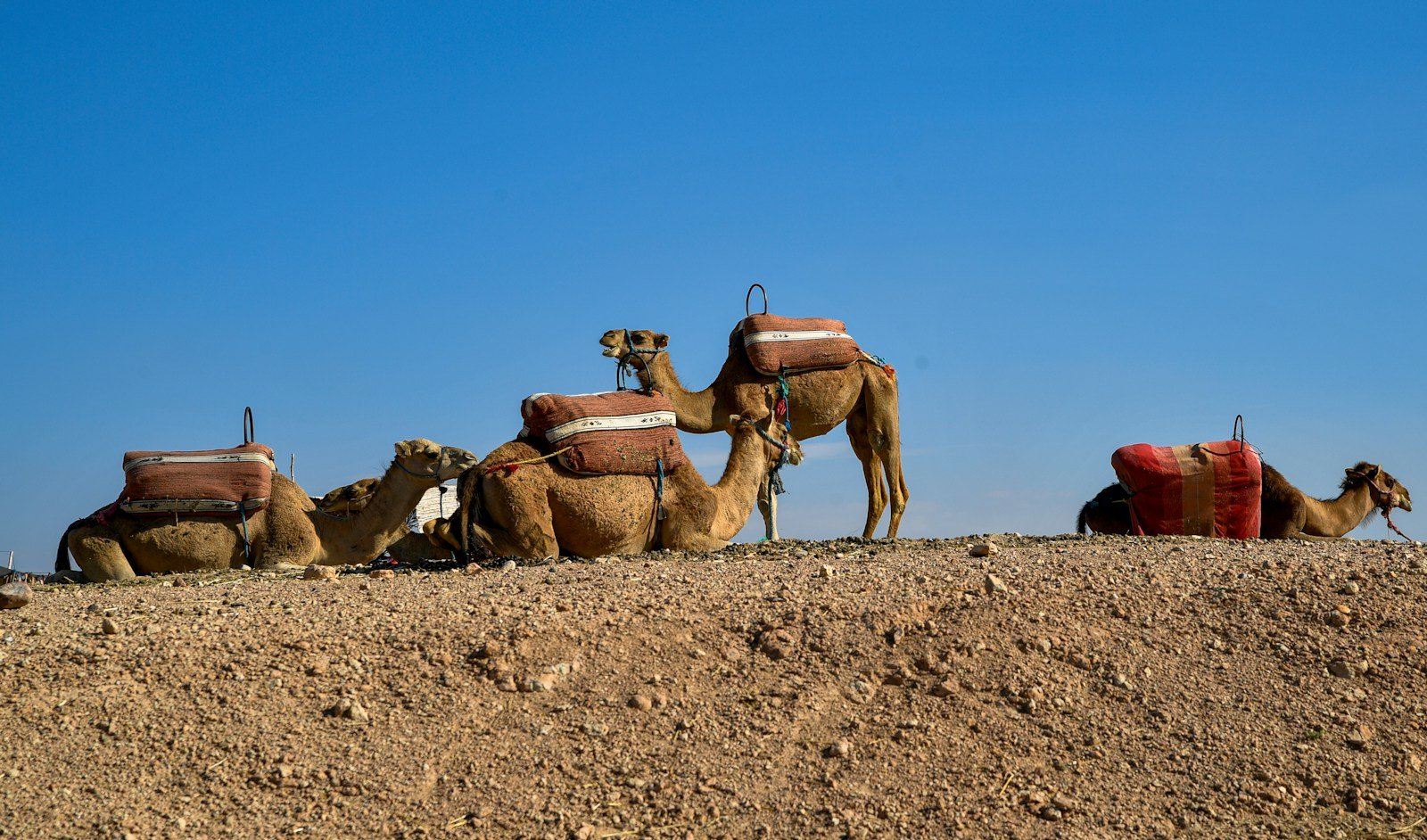 Camel Ride & Oasis Half-Day in Agafay desert